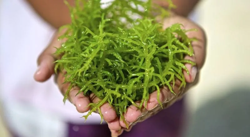 dha từ tảo biển tự nhiên tốt cho bà bầu