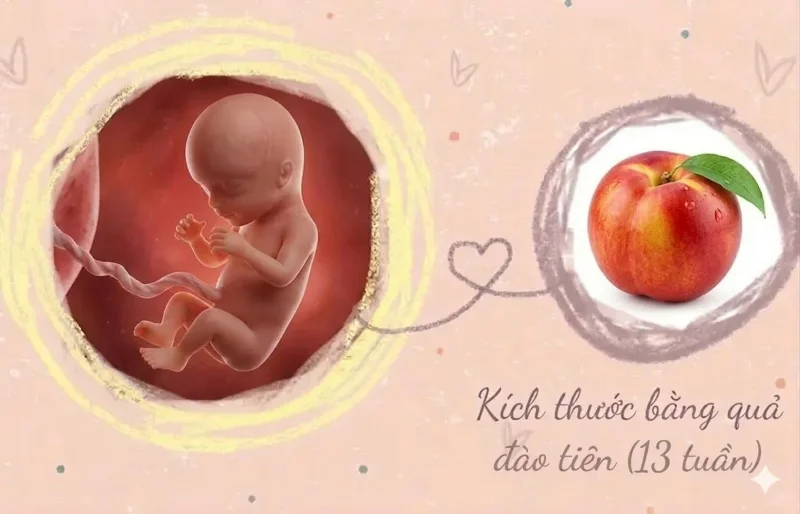 kích thước thai 13 tuần tuổi