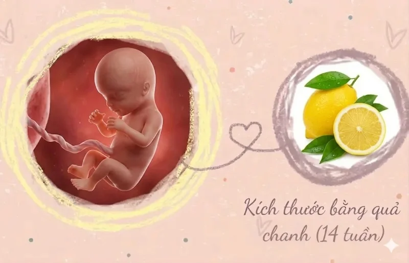 kích thước thai 15 tuần tuổi