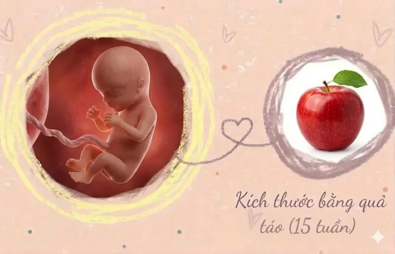 kích thước thai 15 tuần tuổi