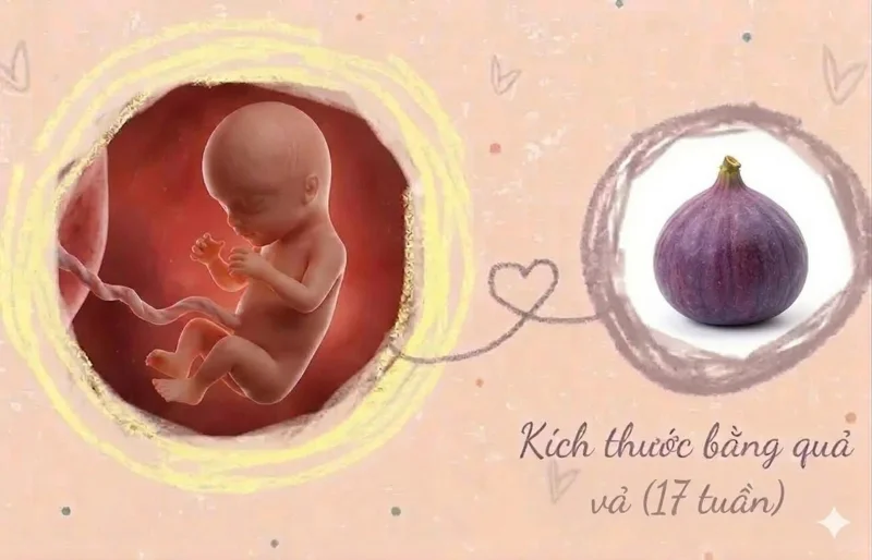 kích thước thai nhi 17 tuần tuổi