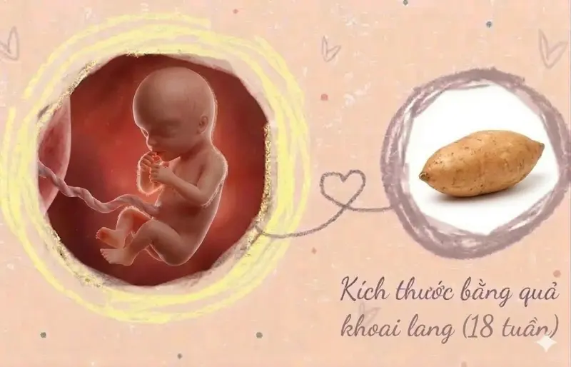 kích thước thai nhi 18 tuần tuổi