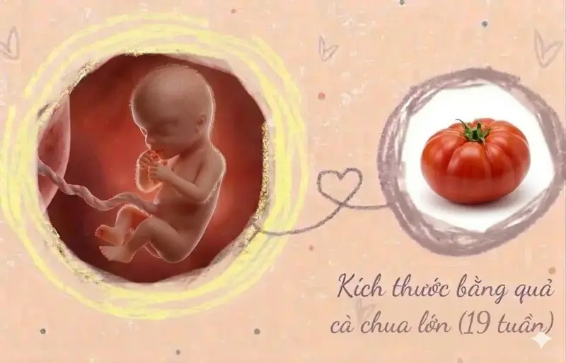 kích thước thai nhi 19 tuần tuổi