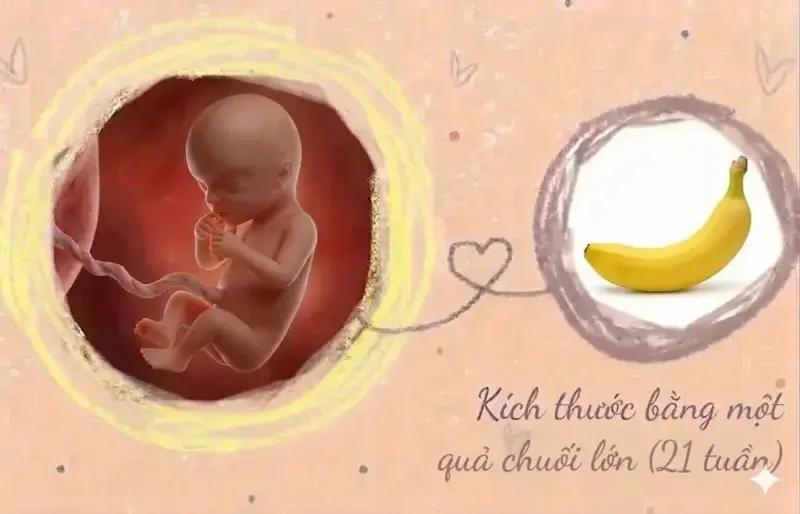 kích thước thai 21 tuần tuổi