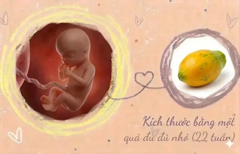 kích thước thai 22 tuần tuổi