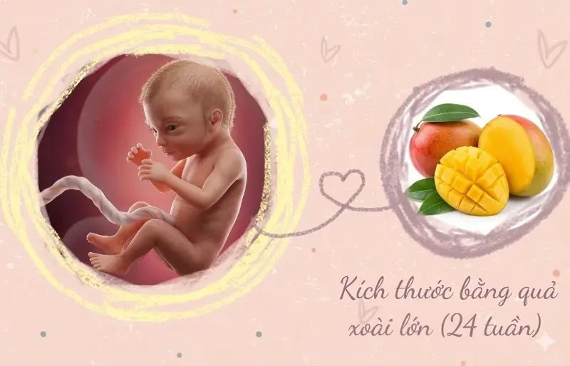 kích thước thai 24 tuần