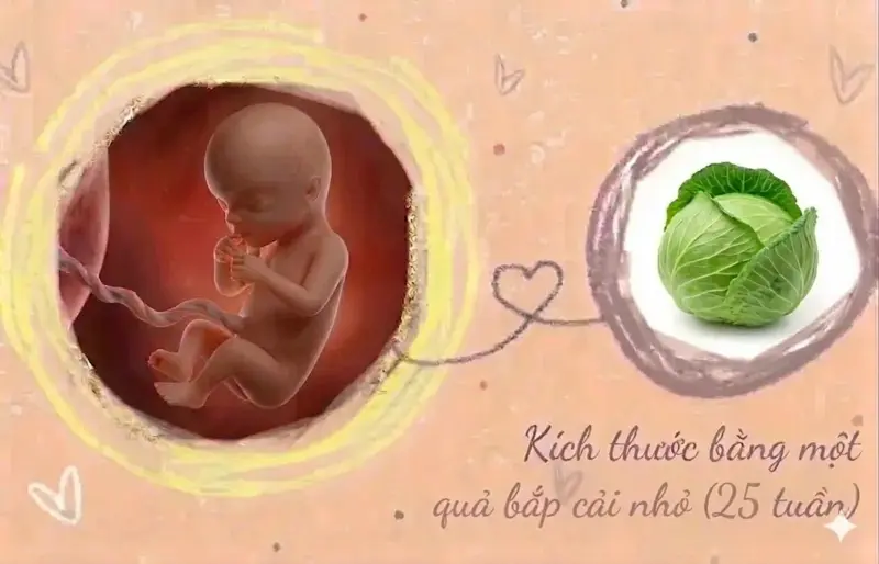 kích thước thai 25 tuần tuổi