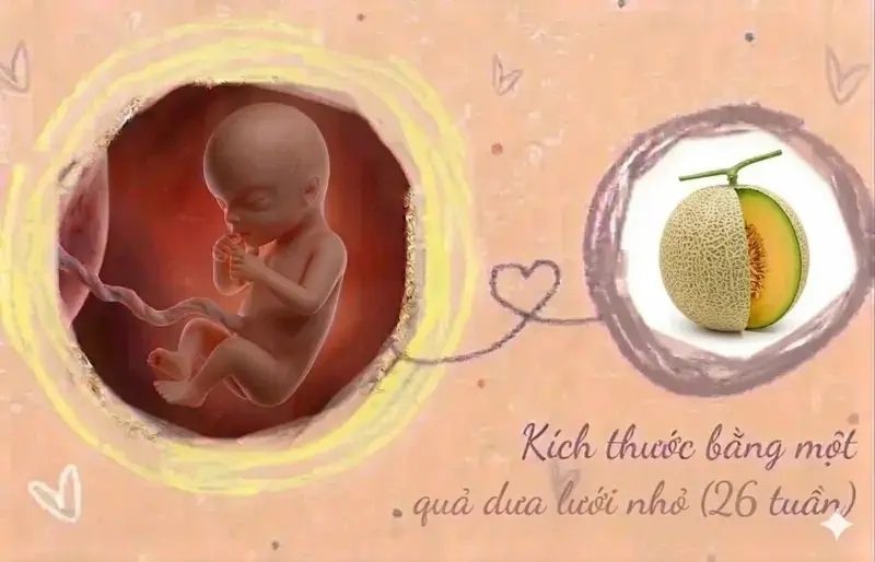 kích thước thai 26 tuần tuổi