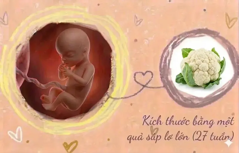 kích thước thai 27 tuần tuổi