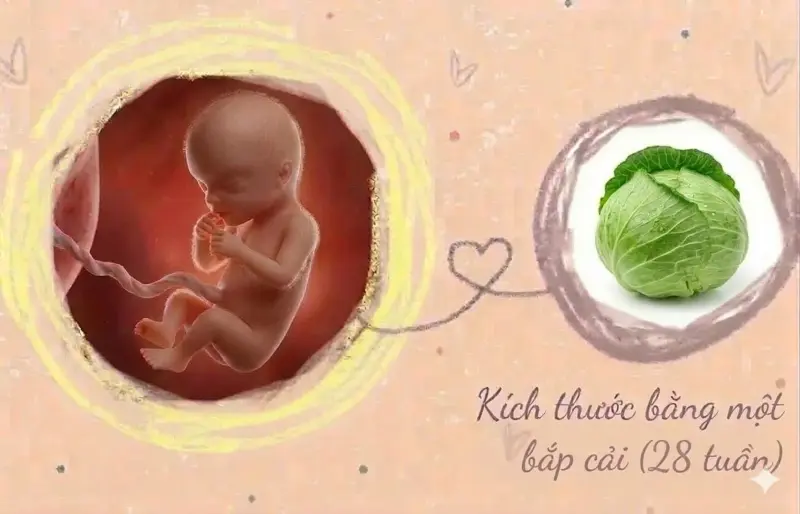 kích thước thai 28 tuần tuổi