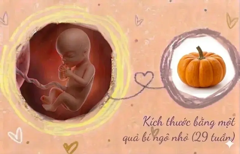 kích thước thai 29 tuần tuổi
