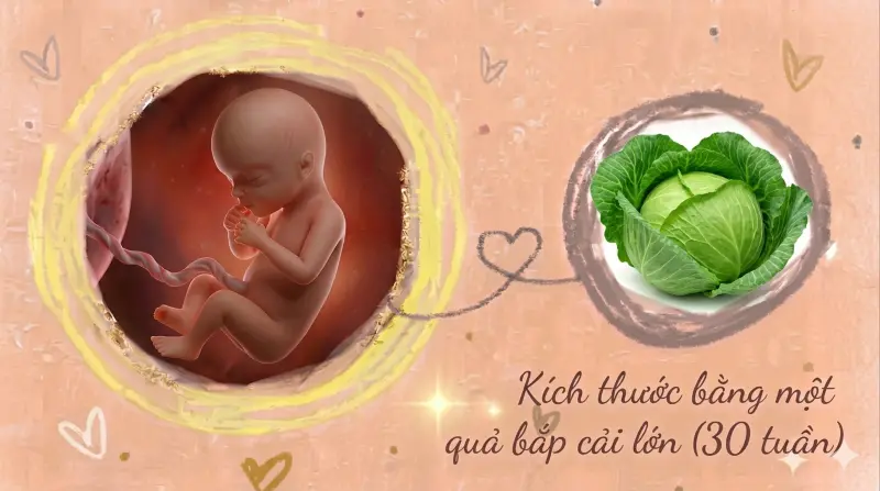 kích thước thai 30 tuần tuổi