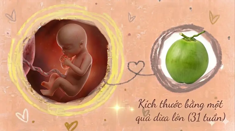 kích thước thai 31 tuần tuổi