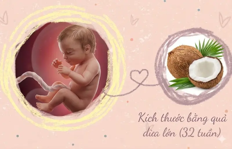 kích thước thai nhi 32 tuần