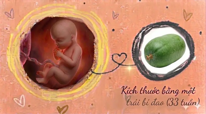 kích thước thại 33 tuần tuổi