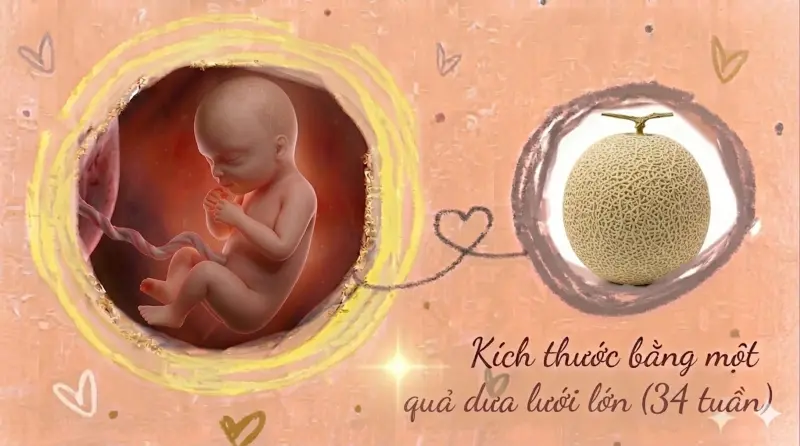kích thước thai 34 tuần tuổi