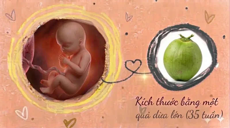 kích thước thai 35 tuần tuổi