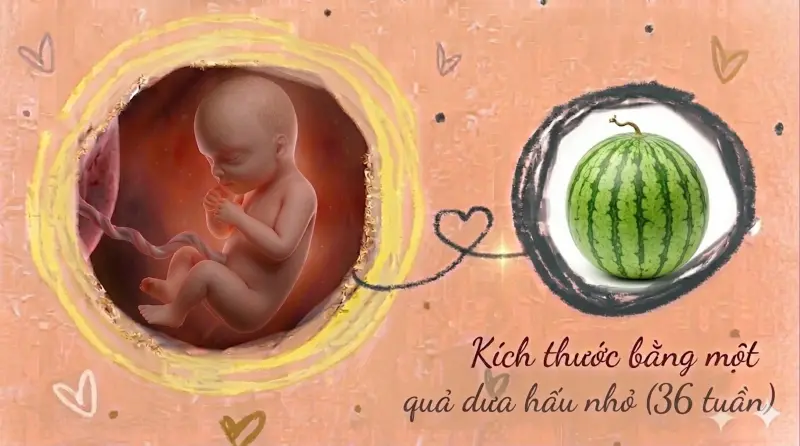 kích thước thai 36 tuần tuổi