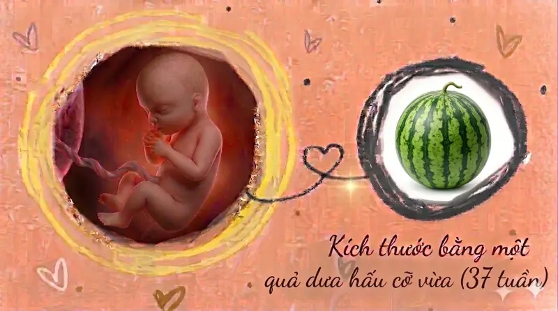 kích thước thai 37 tuần tuổi