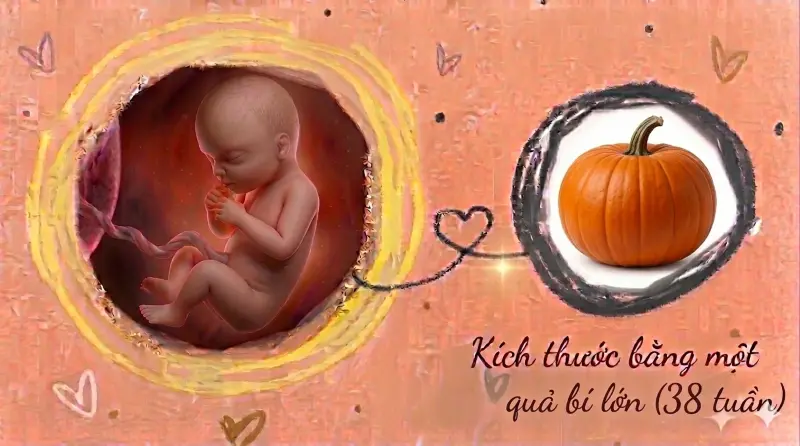 kích thước thai 38 tuần tuổi