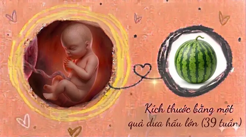 kích thước thai 39 tuần tuổi