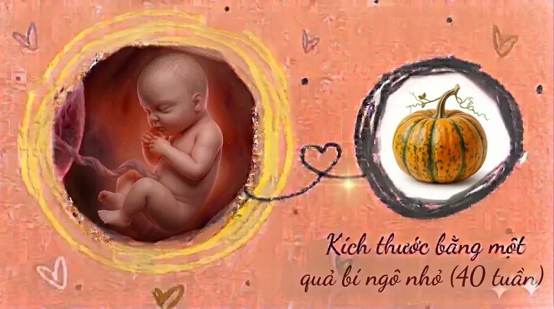 kích thước thai 40 tuần tuổi