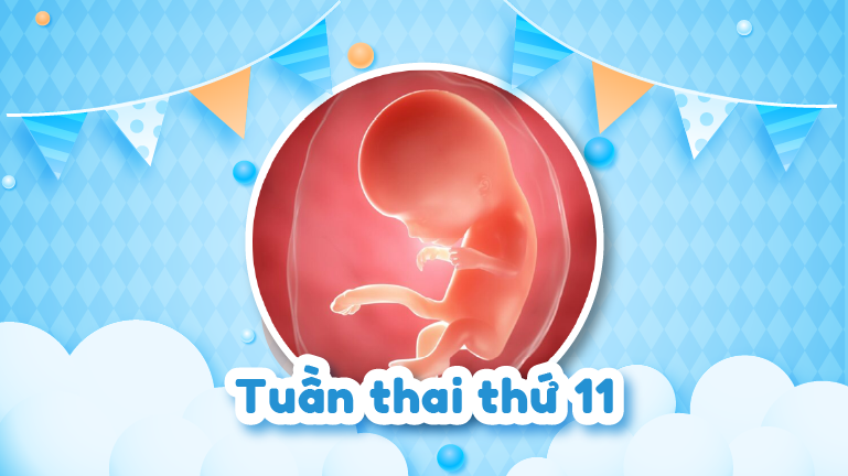 Thai 11 tuần: Sự phát triển của thai nhi và thay đổi của mẹ