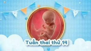 Thai 14 tuần: Bé phát triển thế nào và mẹ bầu có còn nghén không?