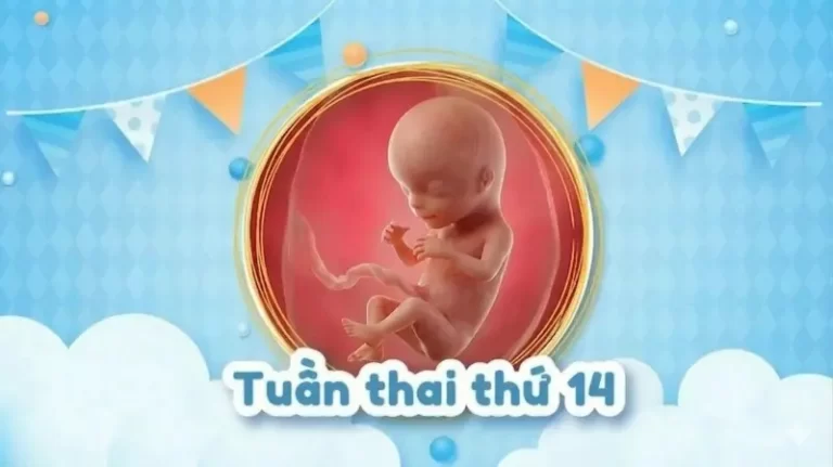 Thai 14 tuần: Bé phát triển thế nào và mẹ bầu có còn nghén không?