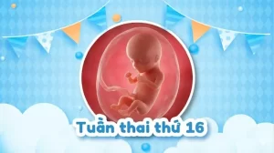Thai 16 tuần: Thai nhi phát triển như thế nào và kích thước bao nhiêu?