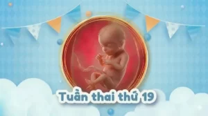 Thai 19 tuần: Thai máy rõ chưa và những thay đổi của mẹ