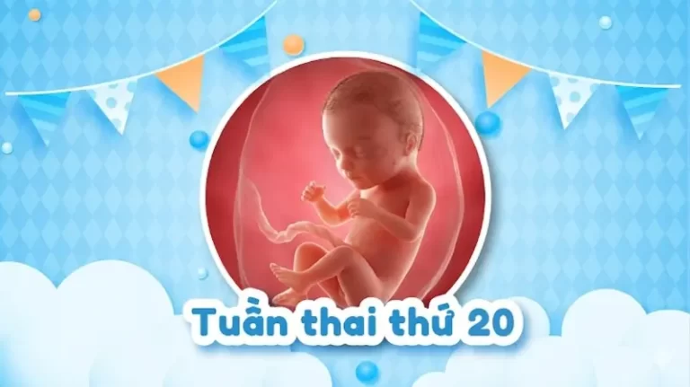 Thai 20 tuần: Thai nhi phát triển như thế nào và nặng bao nhiêu?