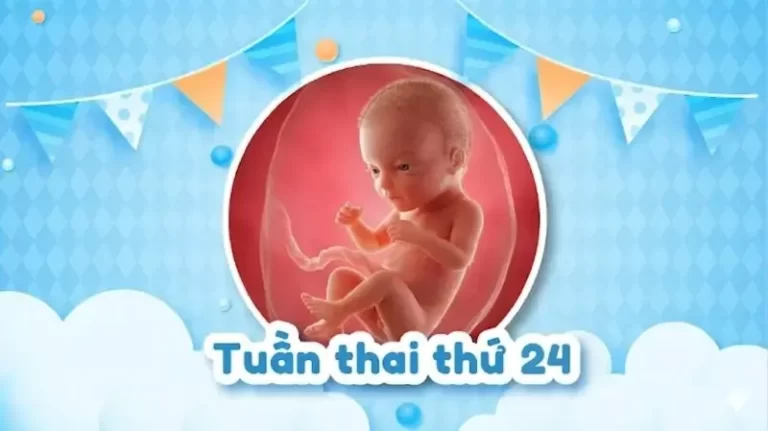 Thai 24 tuần: Thai nhi phát triển ra sao và mẹ bầu cần lưu ý gì?