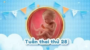 Thai 28 tuần: Bé phát triển ra sao và mẹ cần chuẩn bị gì cho tam cá nguyệt thứ ba?