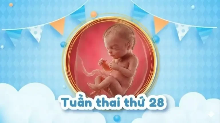 Thai 28 tuần: Bé phát triển ra sao và mẹ cần chuẩn bị gì cho tam cá nguyệt thứ ba?