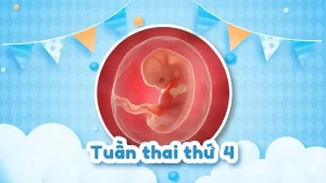 Thai 4 tuần: Phôi thai bắt đầu hình thành và dấu hiệu mang thai sớm