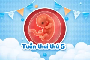 Thai 5 tuần: Sự phát triển của thai nhi và những thay đổi của mẹ