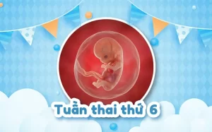 Thai 6 tuần: Tim thai đã xuất hiện chưa và phôi thai phát triển ra sao?