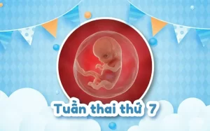 Thai 7 tuần: Thai nhi phát triển như thế nào? Kích thước và dấu hiệu mẹ bầu
