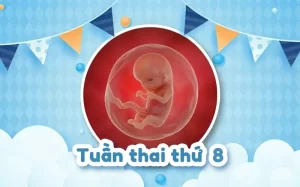 Thai 8 tuần: Sự phát triển của thai nhi và tim thai tuần 8