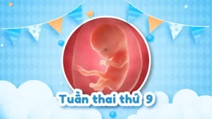 Thai 9 tuần: Sự phát triển của thai nhi và những điều mẹ bầu cần biết